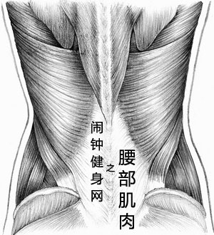 腰部肌肉图片